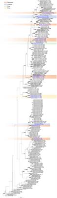 Assessment of Cytospora Isolates From Conifer Cankers in China, With the Descriptions of Four New Cytospora Species